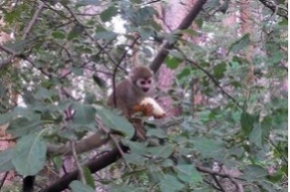 В Челябинске поймали сбежавшую обезьянку