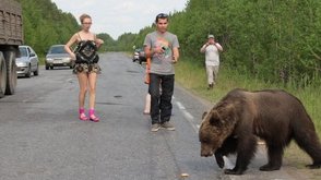 Власти Ханты-Мансийска предупредили жителей, что по городу гуляет медведь